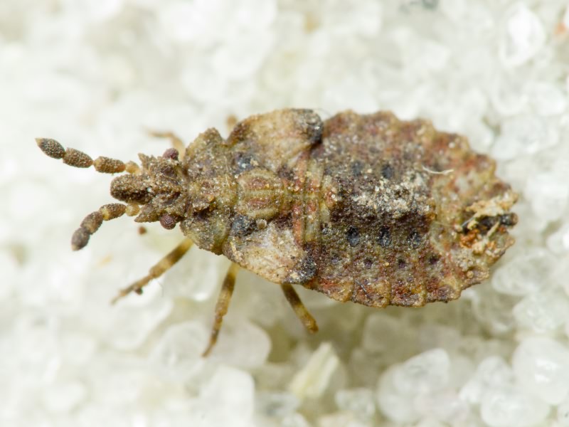 Aradus depressus (Fabricius, 1794)